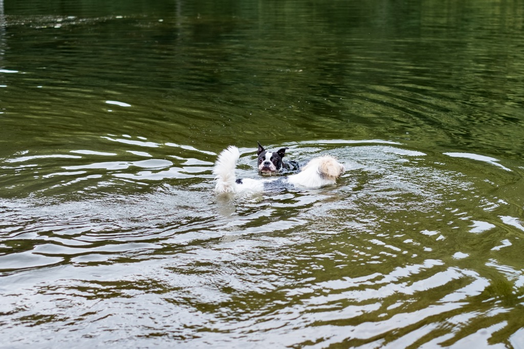 Hunde schwimmen