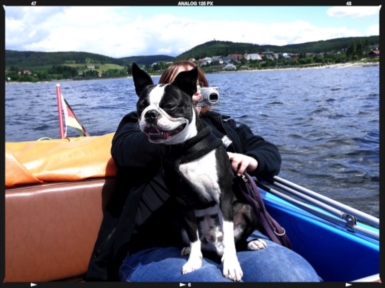Hund zur See
